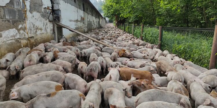 Powiat Radomski: Pożar chlewni w Jedlance Nowej – Galeria – Video