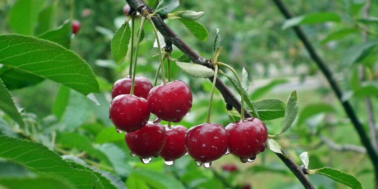 Radomskie: Apetyt na czereśnie