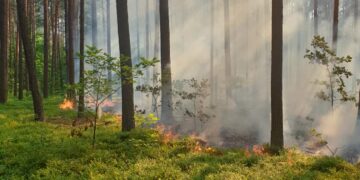 Powiat radomski: Jak Karol uratował las