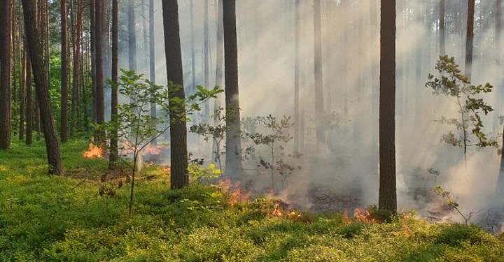 Powiat radomski: Jak Karol uratował las