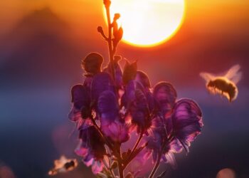 Dziś w południe księżyc przesłoni słońce﻿!