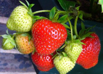 Powiat białobrzeski: Czekając na truskawki