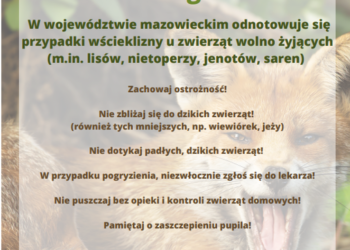 Radomskie: Ostrzeżenie przed wścieklizną!