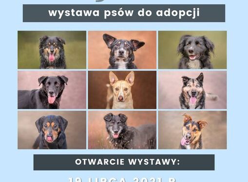 Powiat białobrzeski: PSYjaciele w potrzebie!