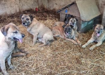 Radom: Agresywna sfora na Tartacznej