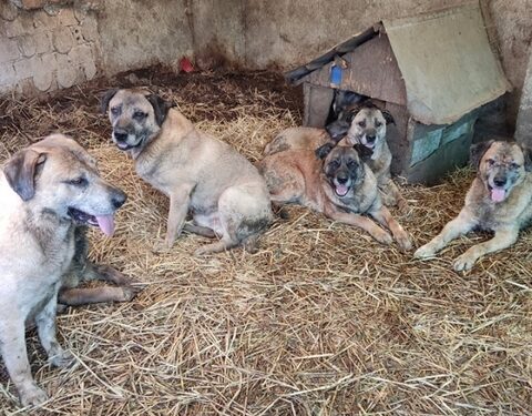 Radom: Agresywna sfora na Tartacznej