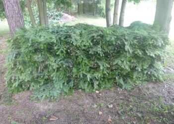 Powiat radomski: Złapali złodzieja stroiszu!