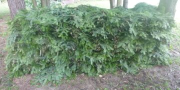 Powiat radomski: Złapali złodzieja stroiszu!