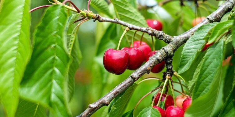 Radomskie: Wiśniowe sady