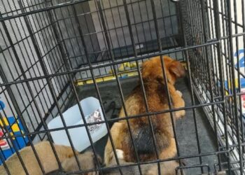 Radom: Nietypowa akcja ratunkowa przy Podleśnej