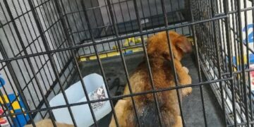 Radom: Nietypowa akcja ratunkowa przy Podleśnej