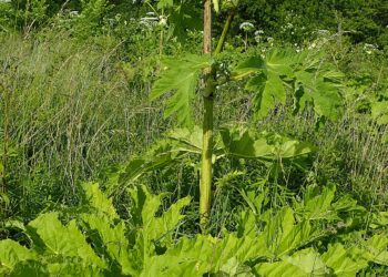 Radomskie: Niebezpieczna roślina