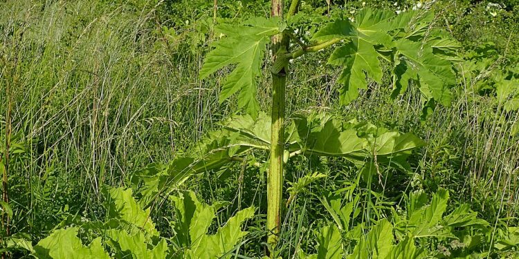 Radomskie: Niebezpieczna roślina