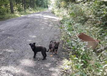 Powiat Kozienicki: Wyrzucone w środku lasu