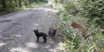 Powiat Kozienicki: Wyrzucone w środku lasu