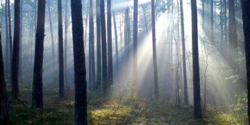 Radom: Las Kapturski zaprasza!