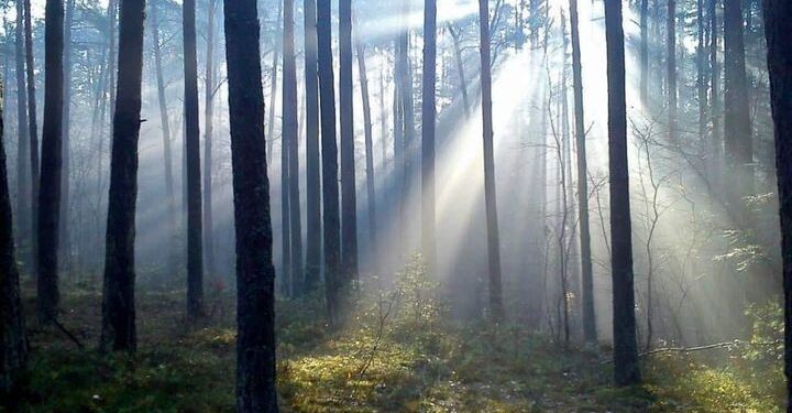 Radom: Las Kapturski zaprasza!