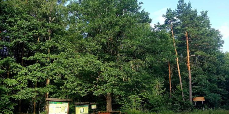 Powiat przysuski: „Rawicz” zaprasza na spacer!