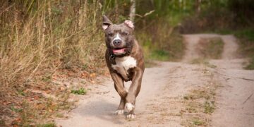 Radom: Agresywny pies, agresywny właściciel