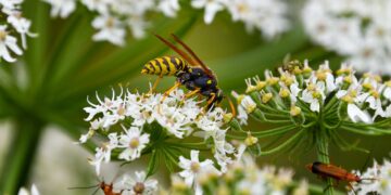 Radomskie: Uwaga na szerszenie!