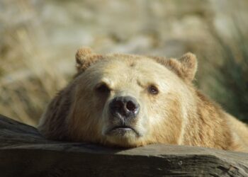 Powiat grójecki: Halo, Policja? Niedźwiedź na drodze!