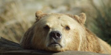 Powiat grójecki: Halo, Policja? Niedźwiedź na drodze!