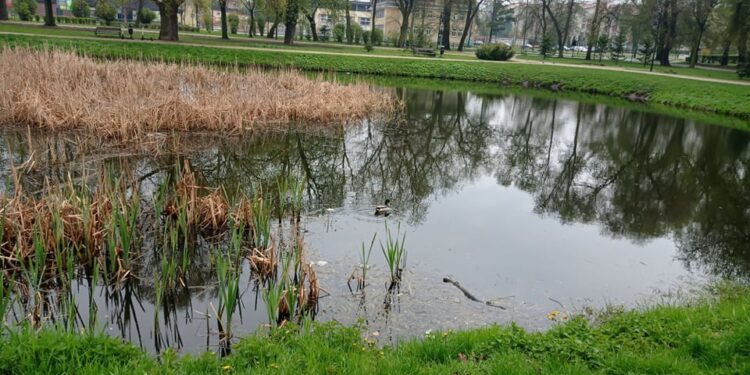 Radom: Tragiczne odkrycie w Starym Ogrodzie