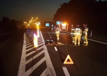 Radomskie / Z kraju: Uwaga na łosie!