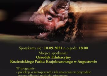 Powiat radomski: Noc Nietoperzy już w piątek!