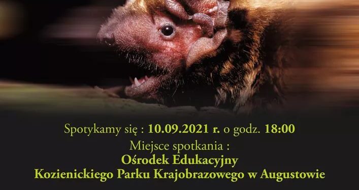 Powiat radomski: Noc Nietoperzy już w piątek!