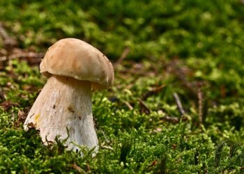 Radomskie: Na grzyby!