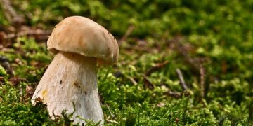 Radomskie: Na grzyby!