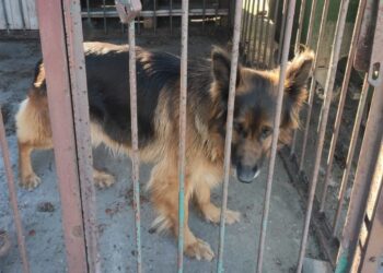 Powiat białobrzeski: Kama błąkała się przy “siódemce”. Zajęli się nią policjanci