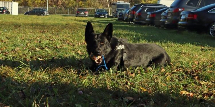 Radom: Nador na medal!