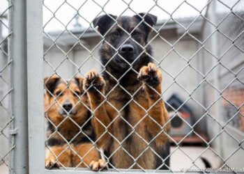 Radom: Mikołajkowa zbiórka dla schroniska!