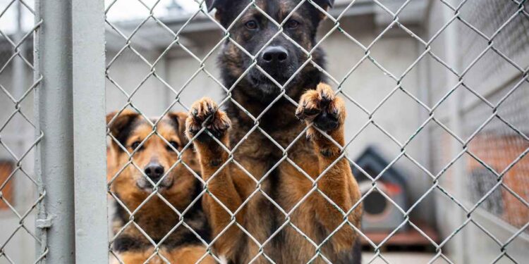 Radom: Mikołajkowa zbiórka dla schroniska!