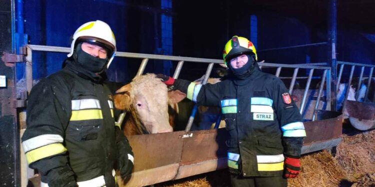 Nie pozwolił na rozwój pożaru – uratował swój dobytek i zwierzęta