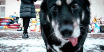 Radom: Zbiórka dla schroniska zakończona sukcesem!