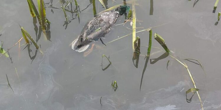 Radom: Martwe kaczki w Parku Gołębiów