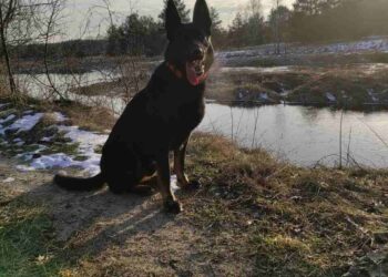 Poszedł do lasu i zaginął. 81-latka odnalazł Nador!