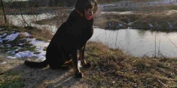 Poszedł do lasu i zaginął. 81-latka odnalazł Nador!