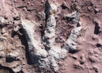 Epokowe odkrycie: Ślady i kości dinozaurów pod Przysuchą!