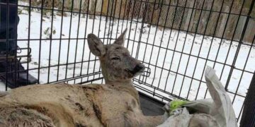 Radom: Sarna uwięziona w piwnicy