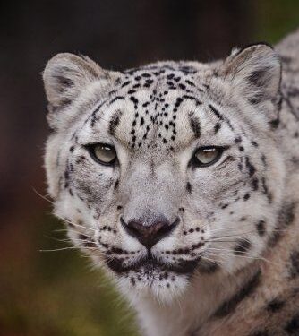 Z kraju: Pantera Ayana nie żyje