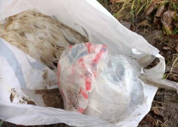 Powiat białobrzeski: Porzucone truchła