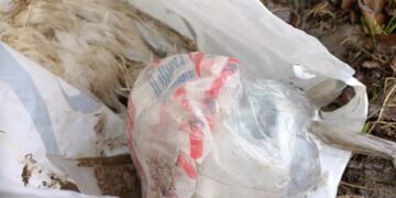 Powiat białobrzeski: Porzucone truchła