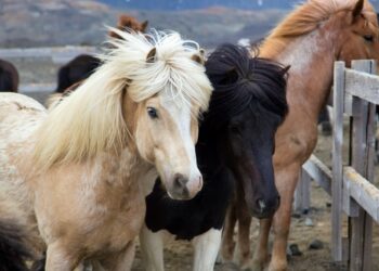 Powiat radomski: Skaryszew odwołuje „Wstępy”