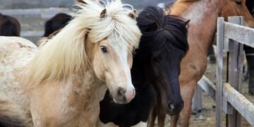 Powiat radomski: Skaryszew odwołuje „Wstępy”