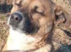 Radomskie: Wielka ucieczka Kapara