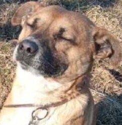 Radomskie: Wielka ucieczka Kapara